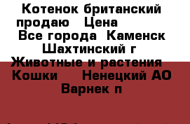 Котенок британский продаю › Цена ­ 3 000 - Все города, Каменск-Шахтинский г. Животные и растения » Кошки   . Ненецкий АО,Варнек п.